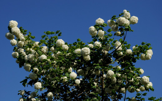 594241 (a): :1680x1050